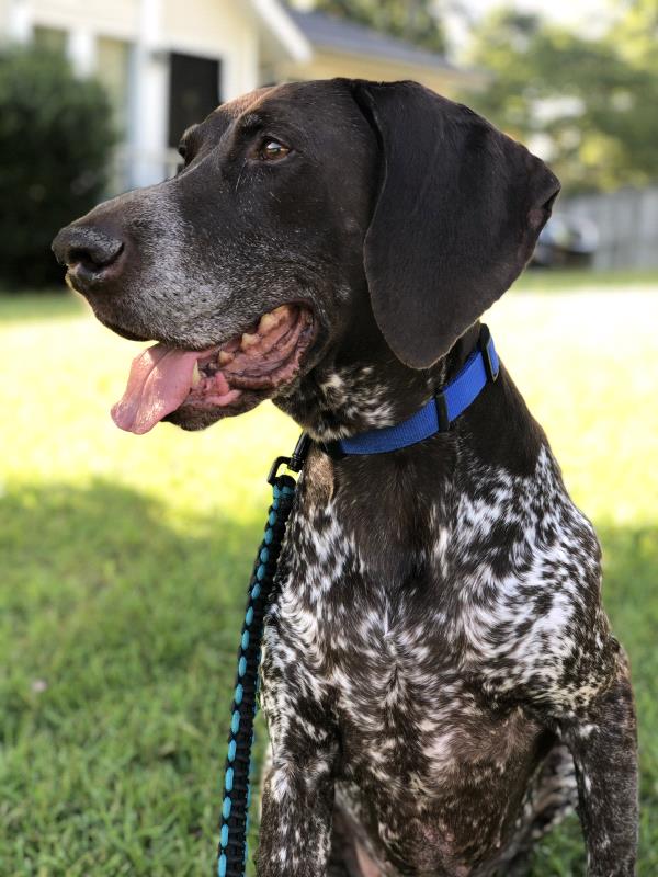 /images/uploads/southeast german shorthaired pointer rescue/segspcalendarcontest2021/entries/21728thumb.jpg